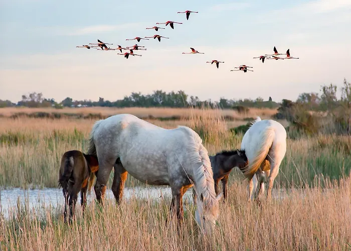 Villa L\'Eden De Camargue- Spa Et Nature