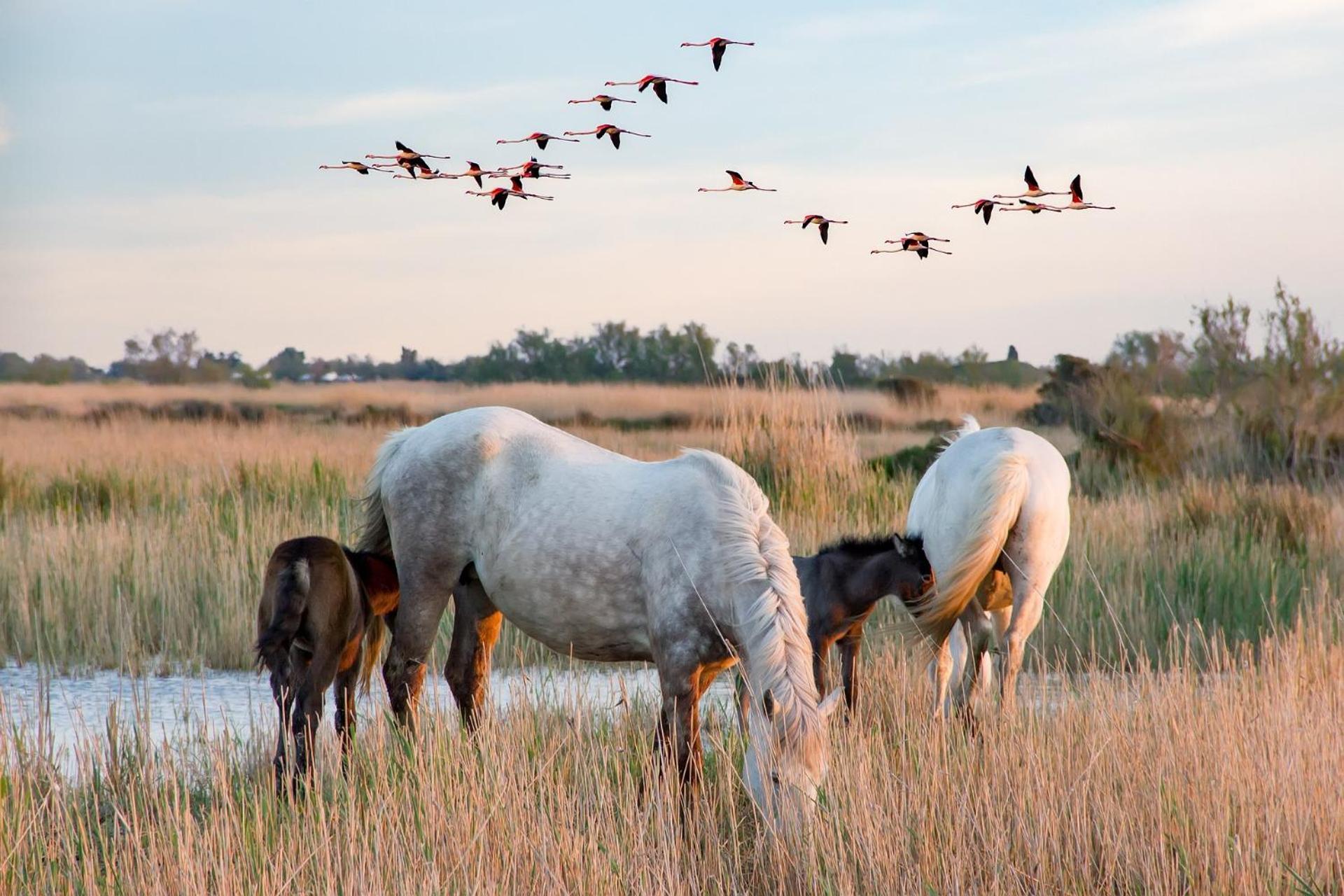 L'eden De Camargue- Et Nature Villa Candillargues